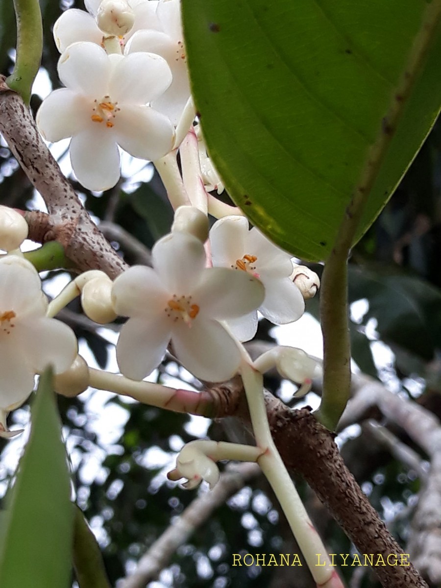 Doona macrophylla Thwaites